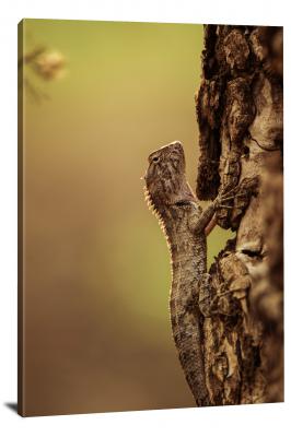 CW6684-reptiles-brown-lizard-climbing-a-tree-00