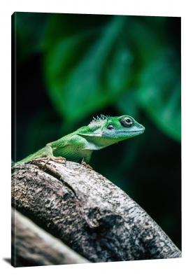 CW6686-reptiles-small-green-lizard-on-log-00