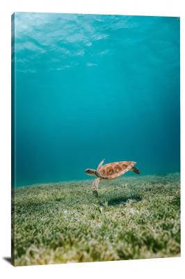 Sea Turtle Floating in the Waters, 2019 - Canvas Wrap