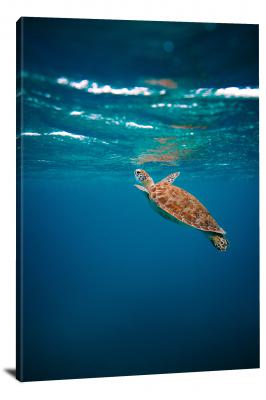CW6688-reptiles-sea-turtle-grasping-for-air-00