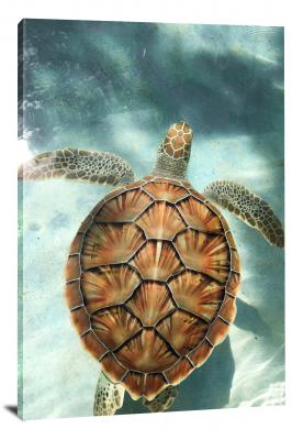 CW6689-reptiles-closeup-on-a-turtles-shell-00