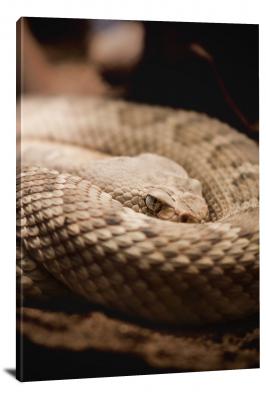 Coiled Rattlesnake, 2021 - Canvas Wrap