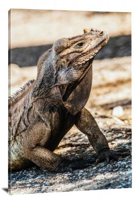 CW6693-reptiles-iguana-of-the-dominican-republic-00