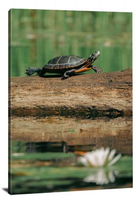 CW6696-reptiles-midland-painted-turtle-sunning-itself-00