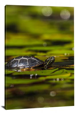 CW6697-reptiles-baby-painted-turtle-00