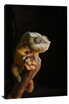 CW6698-reptiles-chameleon-with-black-backdrop-00