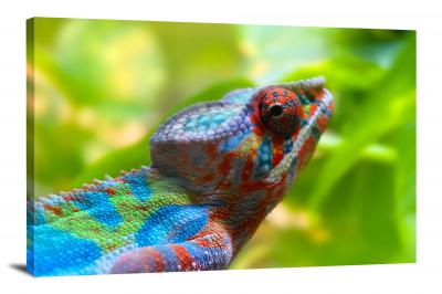 CW7096-reptiles-ambilobe-panther-chameleon-00