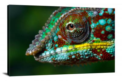 CW7097-reptiles-ambanja-panther-chameleon-00