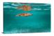 Small Green Turtle Near Surface, 2020 - Canvas Wrap