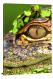 American Alligator Eye, 2020 - Canvas Wrap
