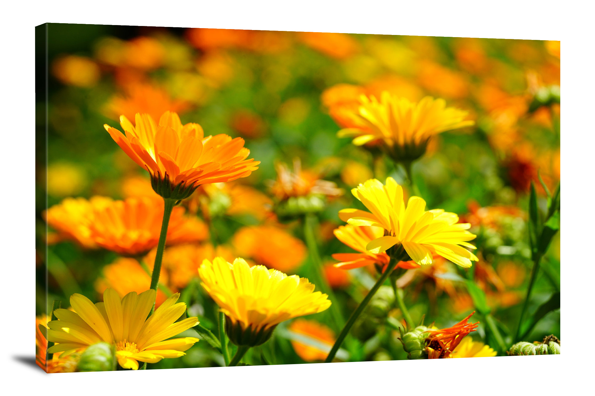 Marigolds Bloom, 2021 - Canvas Wrap