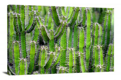 Green Prickly, 2021 - Canvas Wrap
