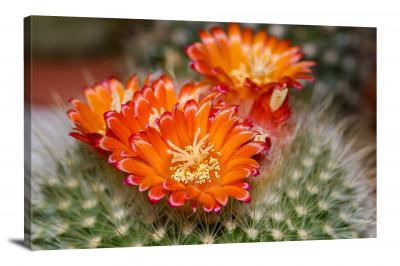 CW2417-orange-cactus-00