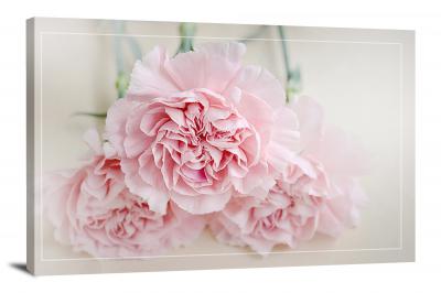 Pink Carnation 3 Blossoms, 2021 - Canvas Wrap