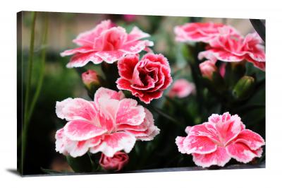 Pink Carnation, 2021 - Canvas Wrap
