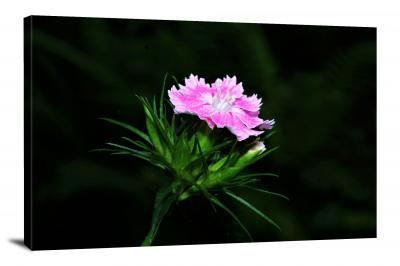 CW2423-pink-carnation-flower-00