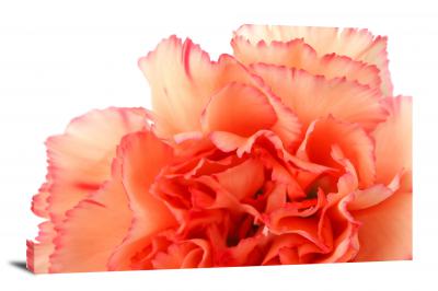 CW2426-bloom-carnation-00
