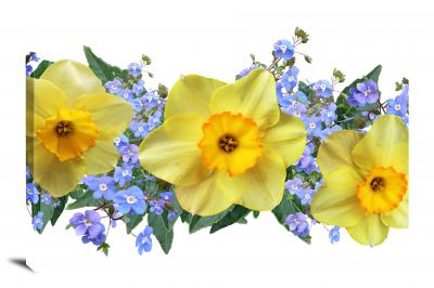 CW2436-daffodils-veronica-00