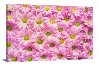 Pink Daisies, 2021 - Canvas Wrap