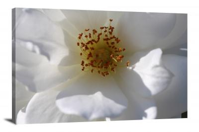 CW2452-gardenia-flower-bloom-00
