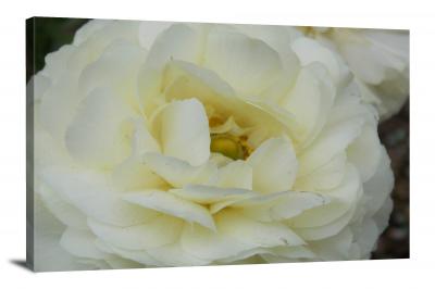 Gardenia Flower, 2021 - Canvas Wrap