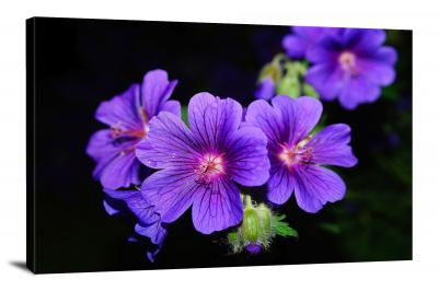 Geraniums Purple, 2021 - Canvas Wrap