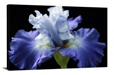 Iris Colorful, 2021 - Canvas Wrap