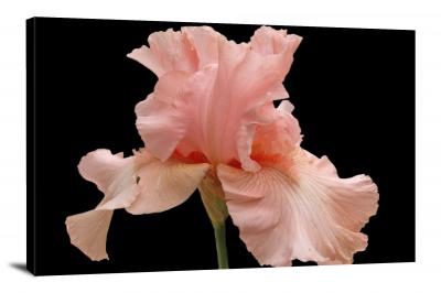 Iris Blossom, 2021 - Canvas Wrap