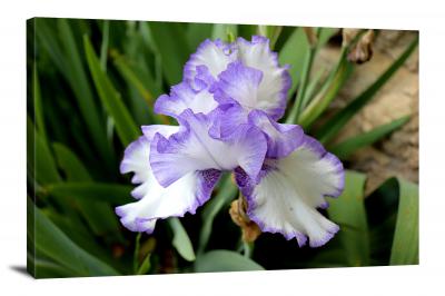 Iris Flowering, 2021 - Canvas Wrap