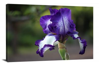 Iris Flower, 2021 - Canvas Wrap