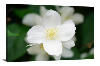 CW2511-jasmine-bloom-00
