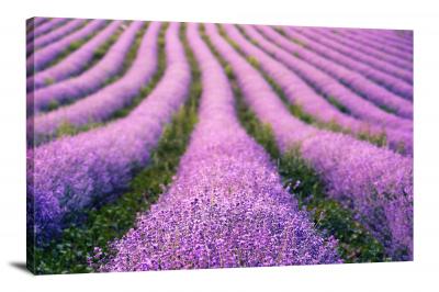 Lavender Field, 2021 - Canvas Wrap