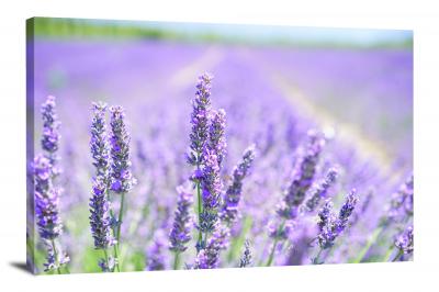 Lavender Bloom, 2021 - Canvas Wrap