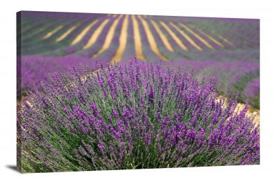 Lavender Farm, 2021 - Canvas Wrap