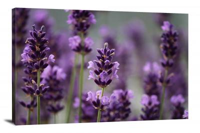 Lavender Flowers, 2021 - Canvas Wrap