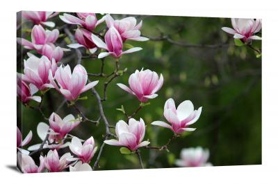 Magnolias Pink, 2021 - Canvas Wrap