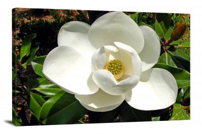 CW2540-magnolias-nature-00