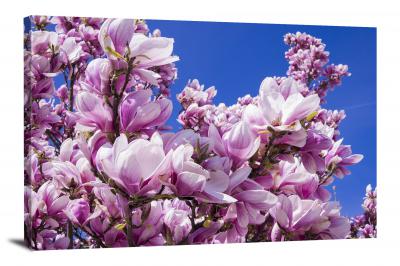 Magnolias Blossoms, 2021 - Canvas Wrap