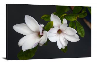 Magnolias Spring, 2021 - Canvas Wrap