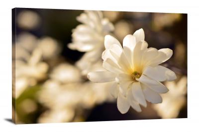 CW2544-magnolias-magnoliaceae-00