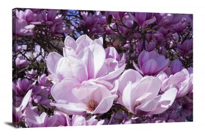 Magnolias Blossoms, 2021 - Canvas Wrap