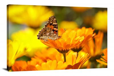Marigolds Insect, 2021 - Canvas Wrap