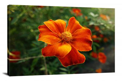 CW2553-marigolds-plant-00