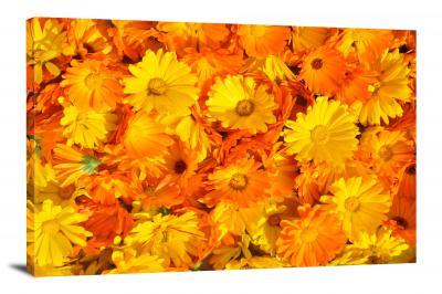 Marigolds Calendula, 2021 - Canvas Wrap