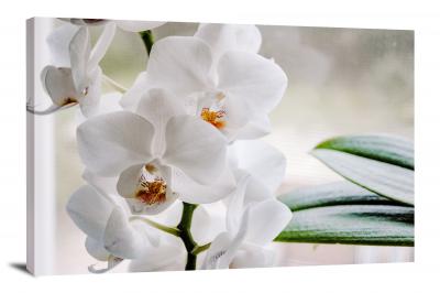 Orchids Botany, 2021 - Canvas Wrap