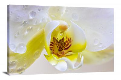Orchids Drops, 2021 - Canvas Wrap