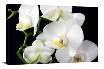 Orchids Nature, 2021 - Canvas Wrap