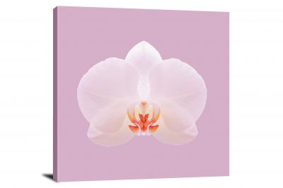 Orchids White, 2021 - Canvas Wrap