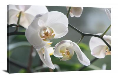 CW2566-orchids-white-00