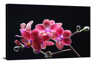 Orchids Bloom, 2021 - Canvas Wrap